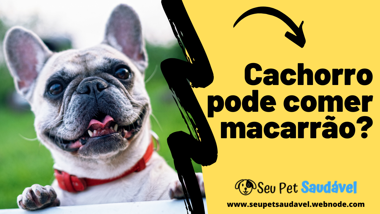 Cachorro pode comer macarrão?