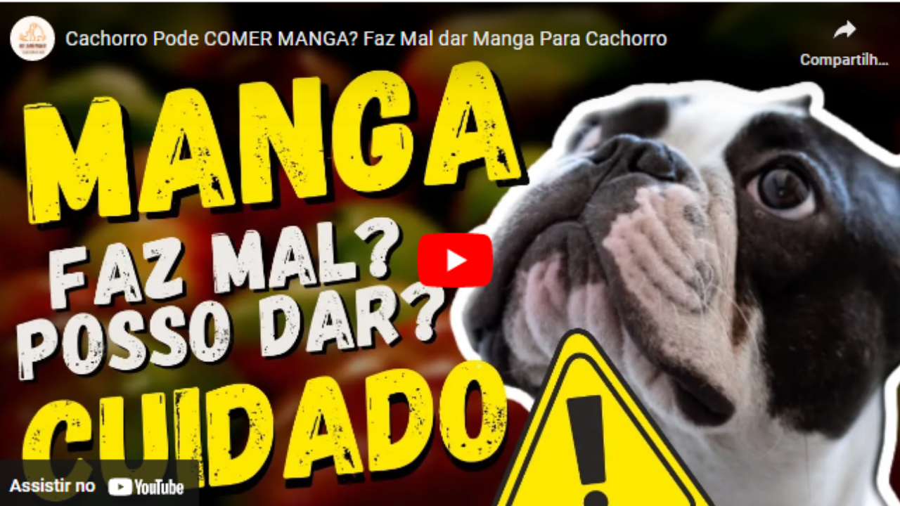 Cachorro pode comere manga