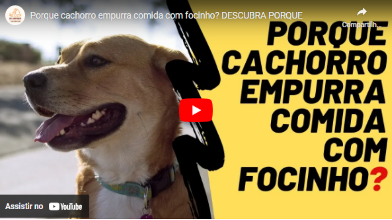 Cachorro empurrando comida com focinho